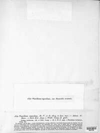 Leptotrochila repanda image